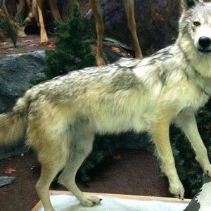 Meet your Posher, Vincent